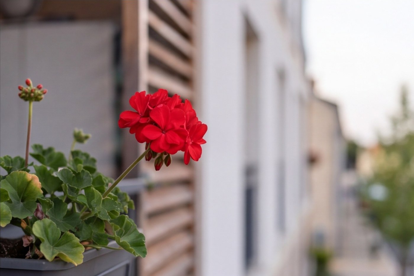 Gros plan d’une jardinière de la résidence R01, façade en arrière-plan, illustration non contractuelle